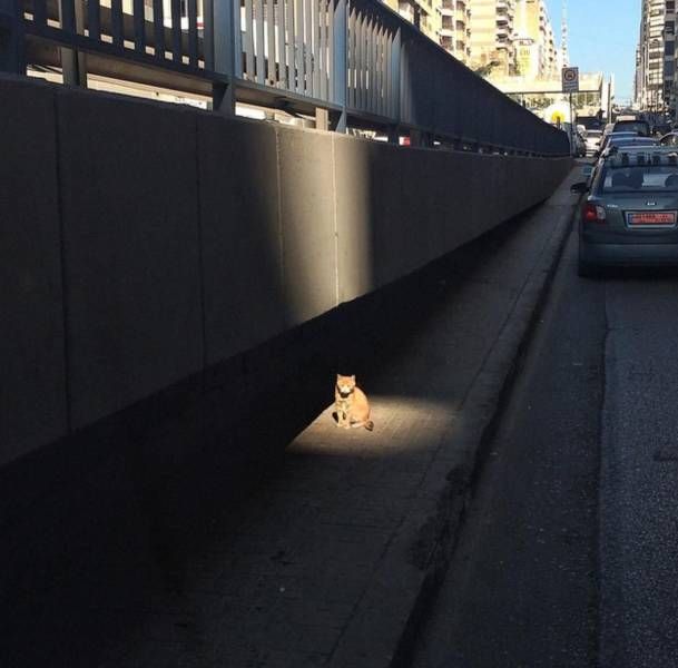 Порция картинок