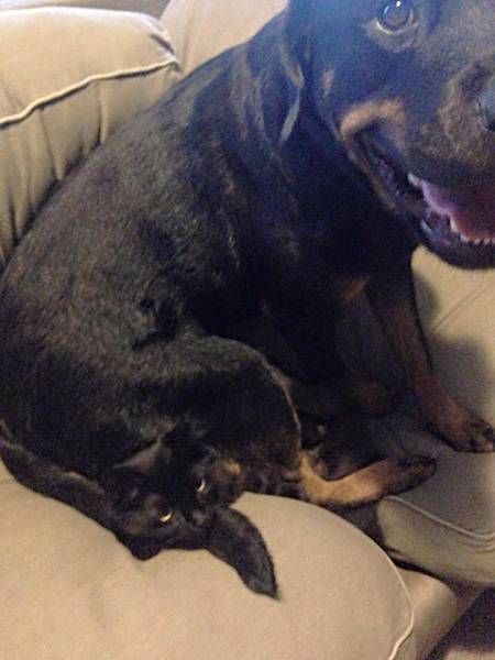 Порция картинок