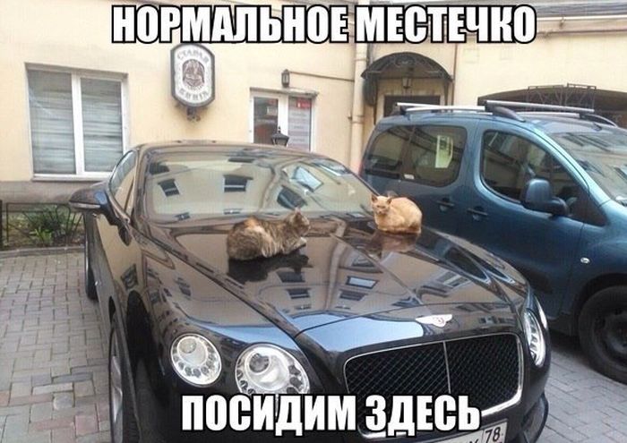 Порция картинок