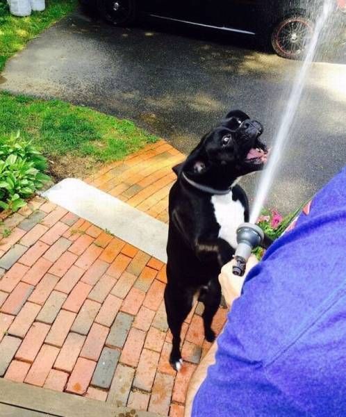 Порция картинок