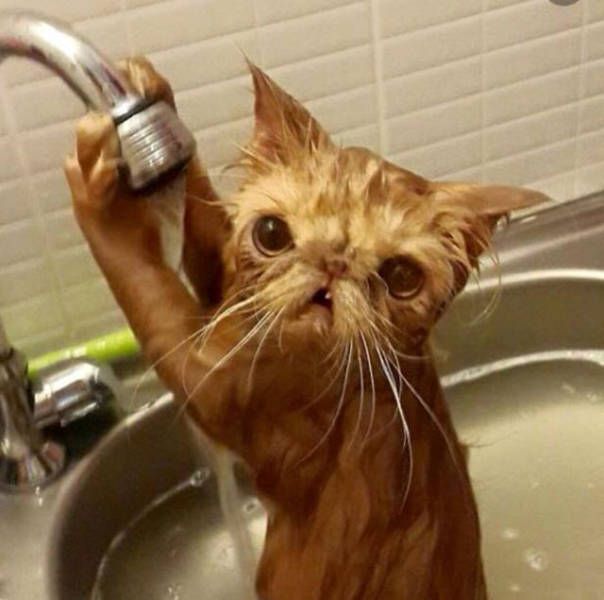 Порция картинок