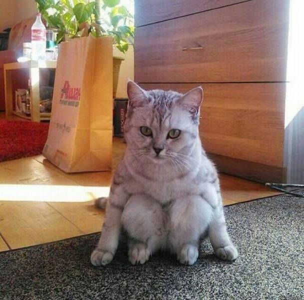 Порция картинок