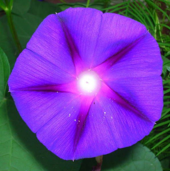 Порция картинок