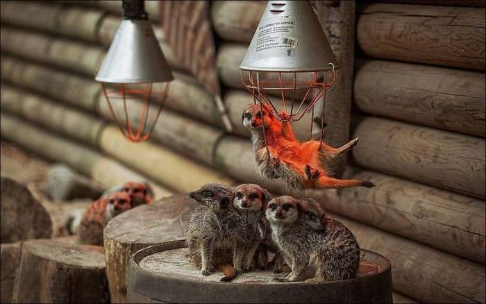 Порция картинок