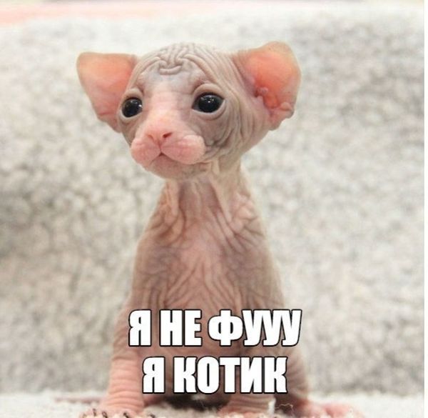Прикольные картинки