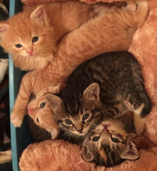 Кошачий приют на гавайском острове Ланаи