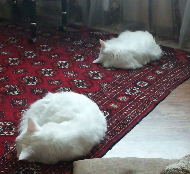 Совпадения, которые нельзя на сфотографировать
