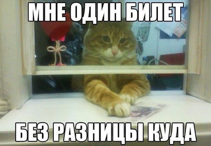 Прикольные картинки