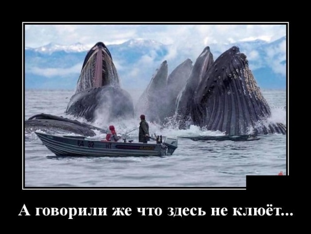 Демотиваторы