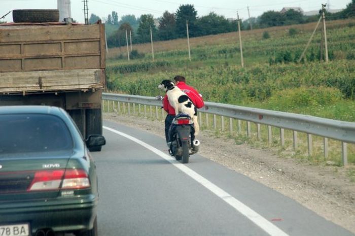 Автоюмор