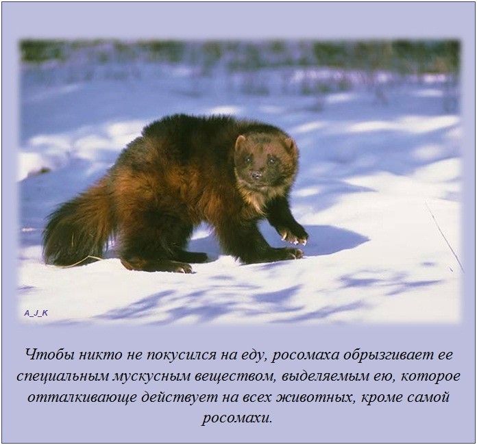 Факты в картинках