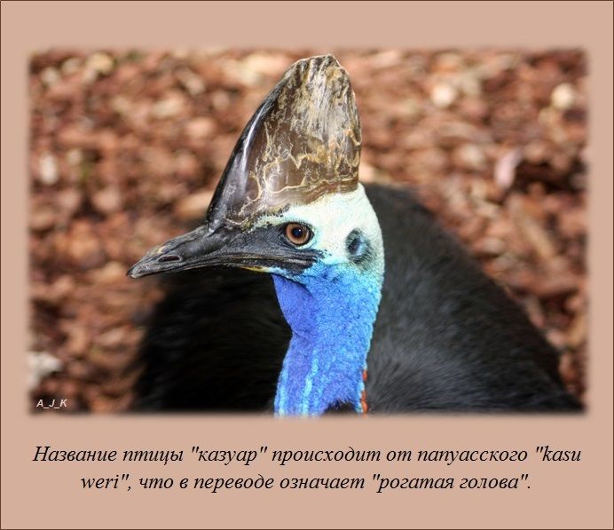 Факты в картинках