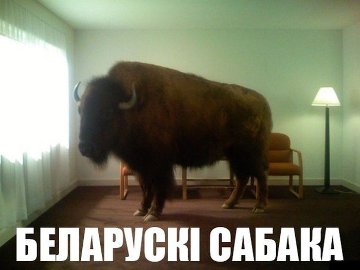 Порция картинок