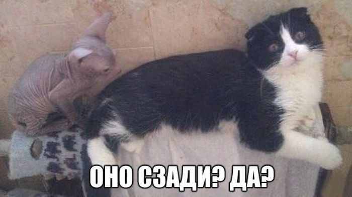 Порция картинок