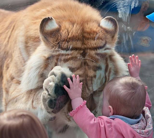 Фото, которые не нуждаются в комментариях