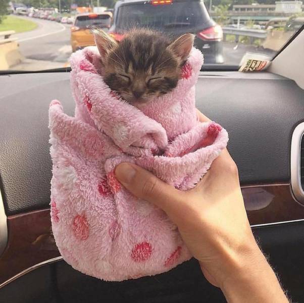 Фото, которые не нуждаются в комментариях