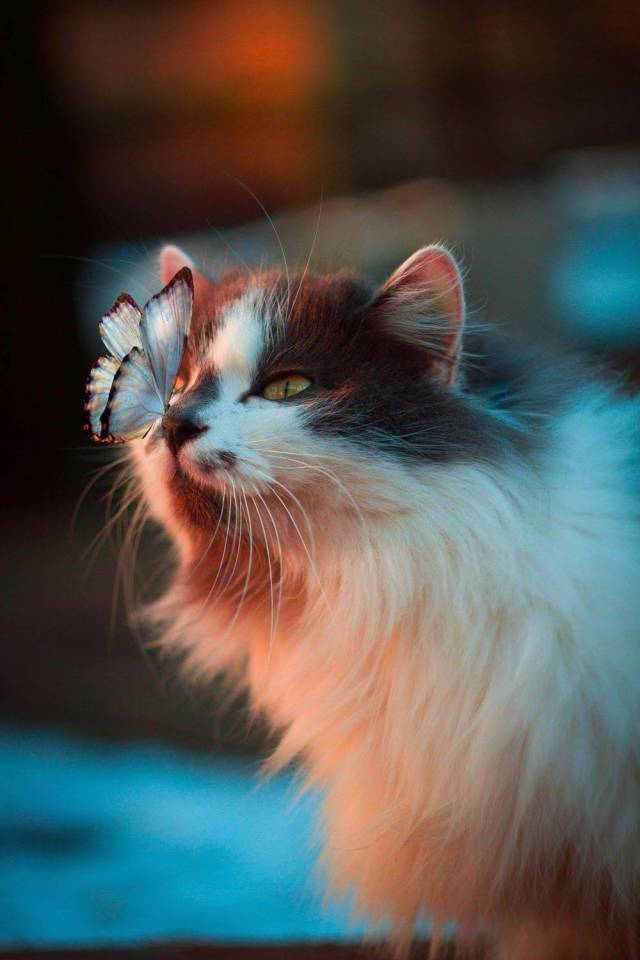 Фото, которые не нуждаются в комментариях