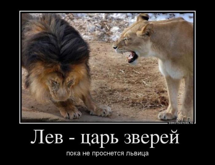 Демотиваторы (57 фото)
