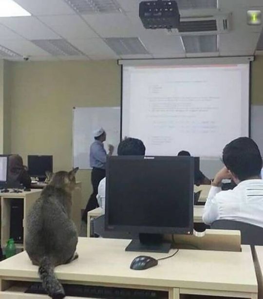 Кот, который ходит на пары