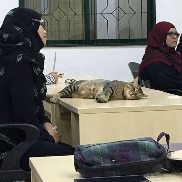 Кот, который ходит на пары