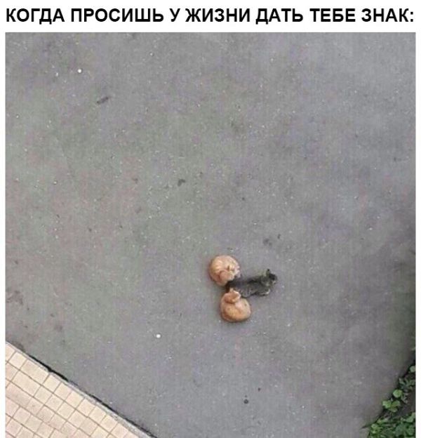 Прикольные картинки