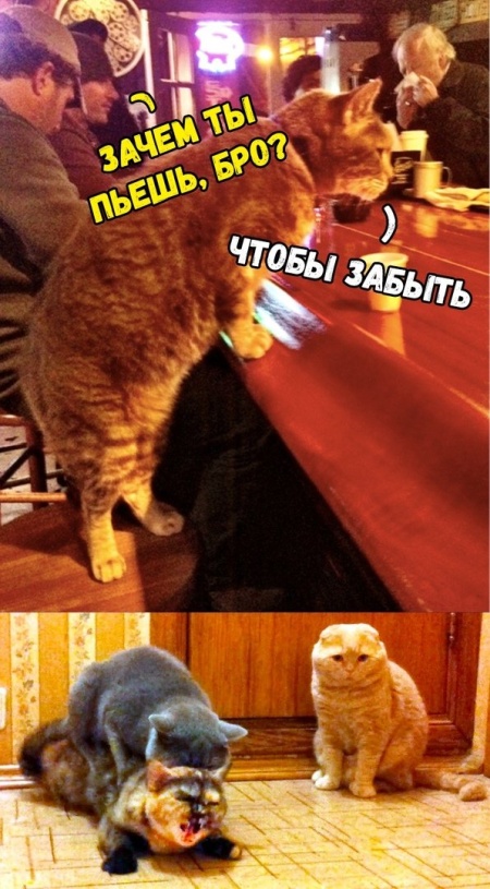 Нестандартный юмор с просторов сети