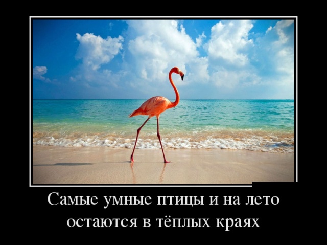 Демотиваторы