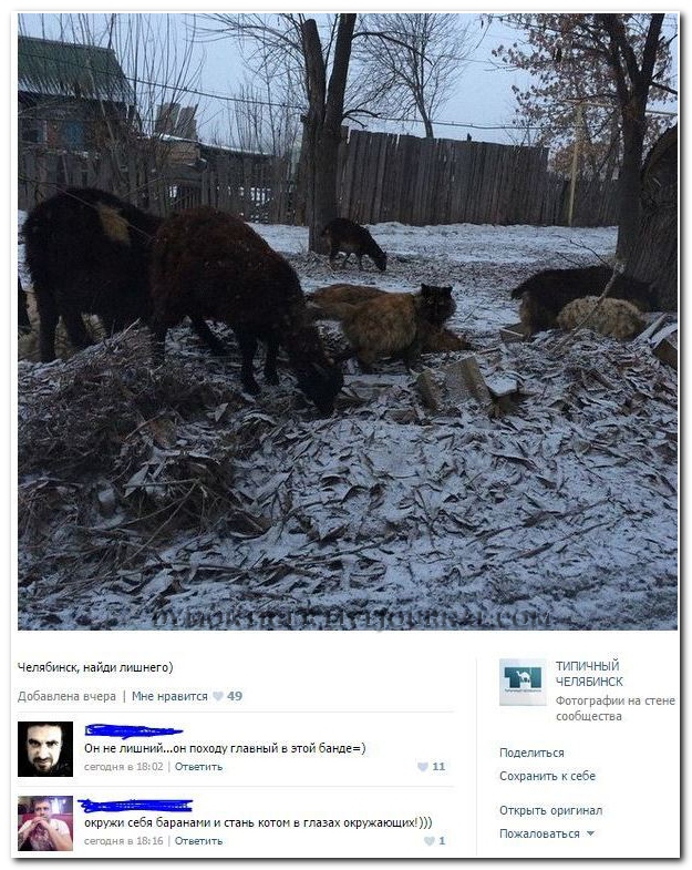 Смешные комментарии из социальных сетей