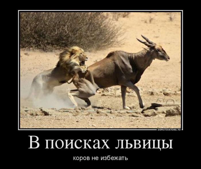 Демотиваторы