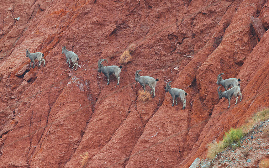 Лучшие фотографии животных на прошлой неделе