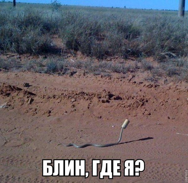 Порция картинок