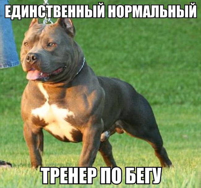Порция картинок