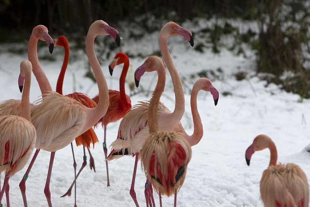 Снегопад на Ближнем Востоке Снегопад на Ближнем Востоке