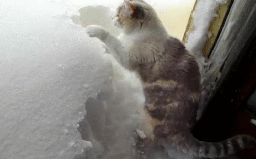 Кошки зимой