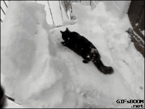 Кошки зимой