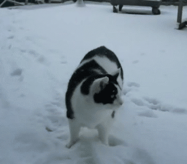 Кошки зимой