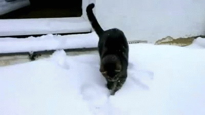Кошки зимой