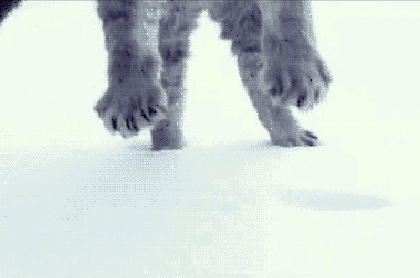 Кошки зимой