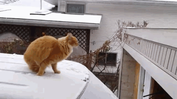 Кошки зимой