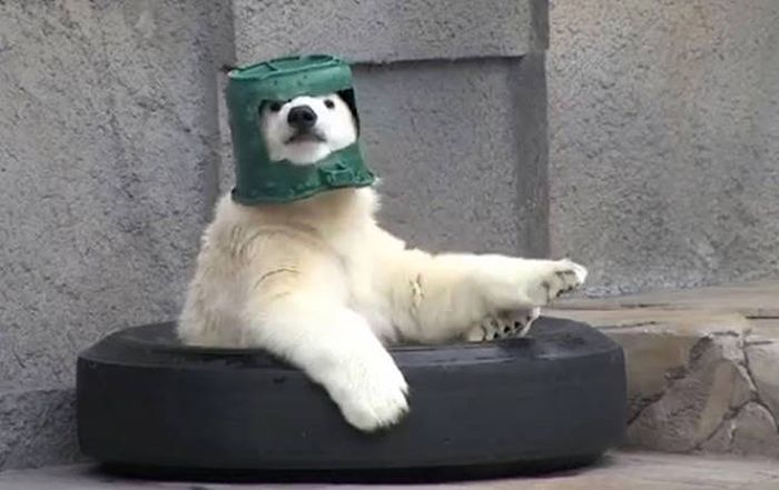 Фейлы с животными