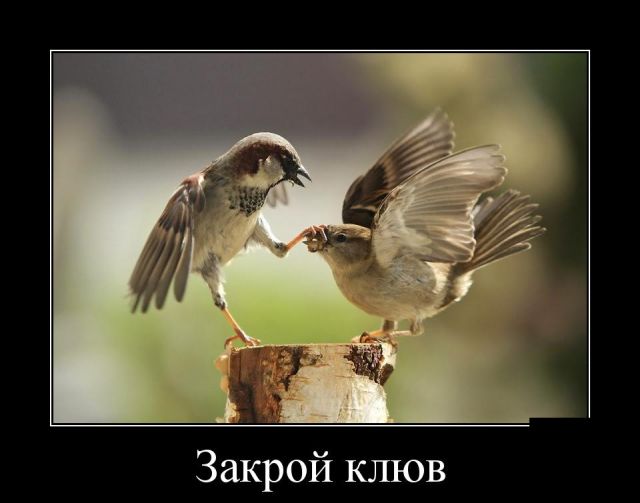 Демотиваторы