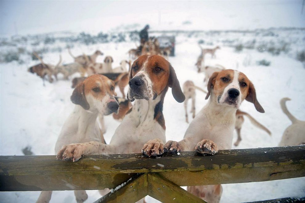 Животные в фотографиях