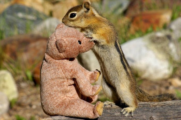 Бурундук заигрывает с медведем