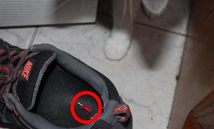 Преступный замысел кота