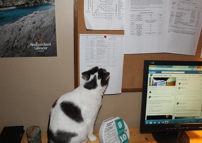 Преступный замысел кота (5 фото) Преступный замысел кота (5 фото)