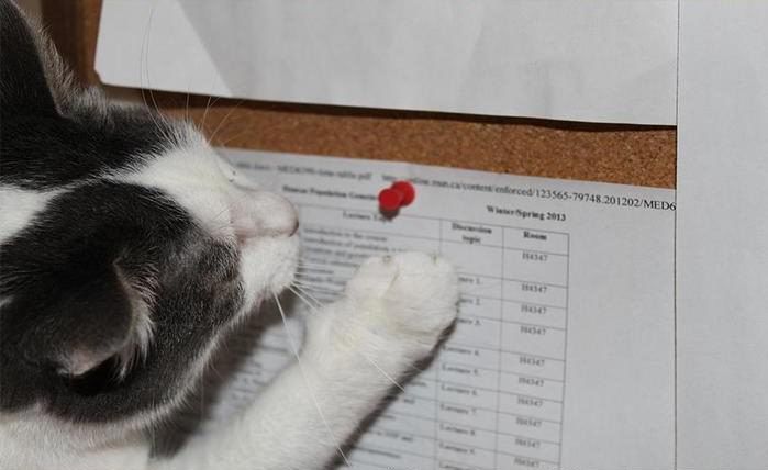 Преступный замысел кота