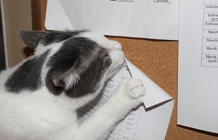 Преступный замысел кота