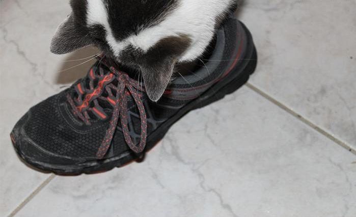 Преступный замысел кота