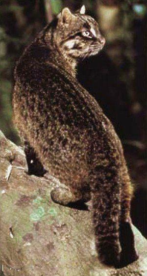 Кошка Иримото Кошка Иримото