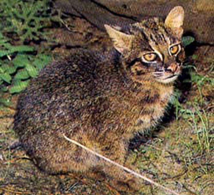 Кошка Иримото Кошка Иримото